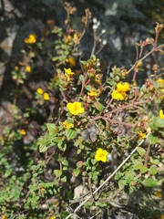 Chaetolepis microphylla
