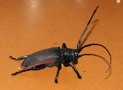 Ceroplesis ferrugator