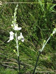 Gomphostigma virgatum