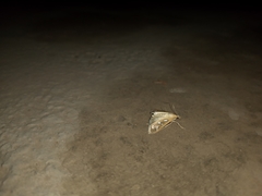 Diastictis
