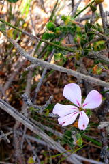 Acmadenia tetragona