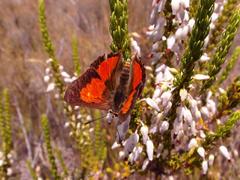 Capys alphaeus alphaeus