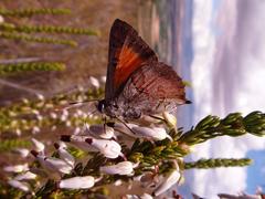 Capys alphaeus alphaeus