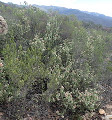 Paranomus roodebergensis