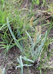Plantago gaudichaudii