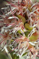 Paranomus roodebergensis