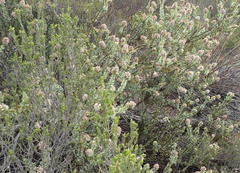 Paranomus roodebergensis