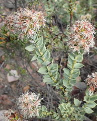 Paranomus roodebergensis