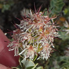 Paranomus roodebergensis