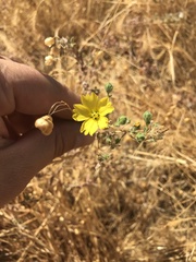 Lagophylla glandulosa