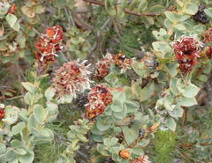 Paranomus roodebergensis