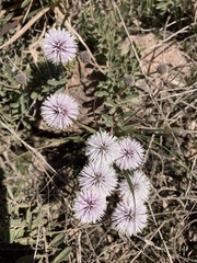 Mimosa reptans