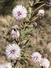 Mimosa reptans