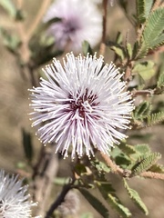Mimosa reptans