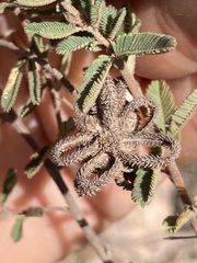 Mimosa reptans