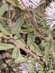 Mimosa reptans