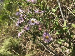 Symphyotrichum elliottii
