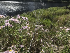 Symphyotrichum elliottii