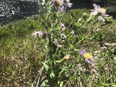 Symphyotrichum elliottii