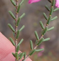 Acmadenia sheilae