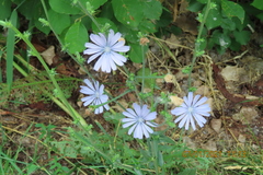 Cichorium intybus