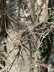 Xylosma tweediana