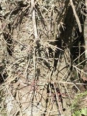 Xylosma tweediana