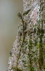 Anolis lucius