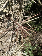 Xylosma tweediana
