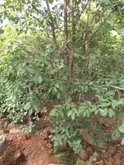 Terminalia chebula