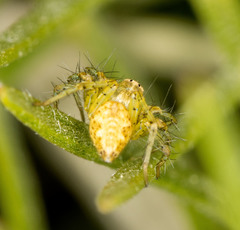 Oxyopes punctatus