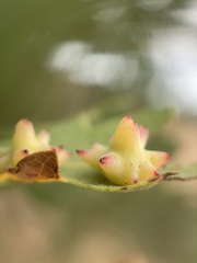 Cynips quercusechinus