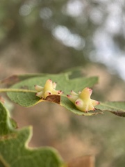 Cynips quercusechinus