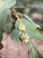 Cynips quercusechinus