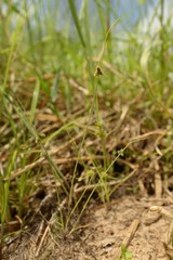 Cyperus neochinensis