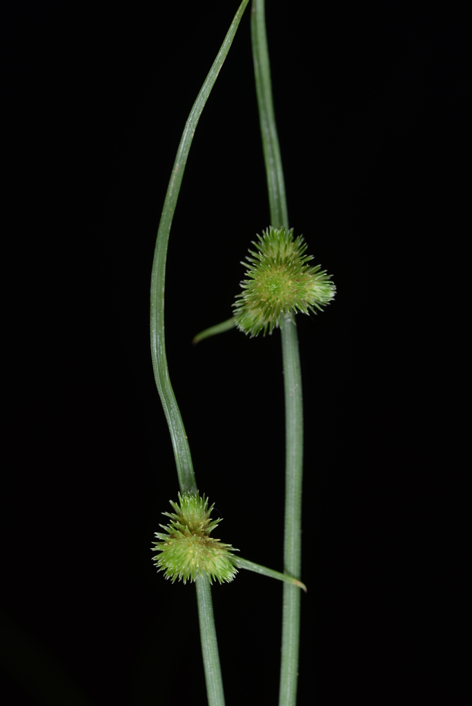 Cyperus neochinensis (Cyperus neochinensis)