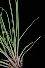 Cyperus neochinensis