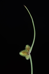 Cyperus neochinensis