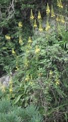 Bulbine latifolia latifolia
