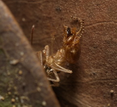 Macrotermitinae