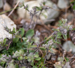Eritrichium tuvinense