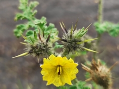 Solanum fructu-tecto