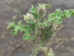 Solanum fructu-tecto