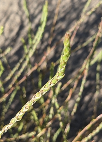 Image of Corispermum villosum by (c) Dominic Gentilcore, some rights reserved (CC BY)