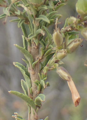 Freylinia densiflora, photograph 5