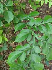 Amorphophallus hirtus