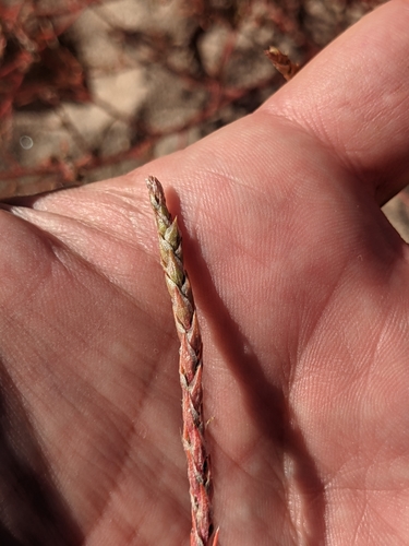 Image of Corispermum villosum by (c) Dominic Gentilcore, some rights reserved (CC BY)
