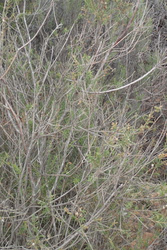 Freylinia densiflora, photograph 6