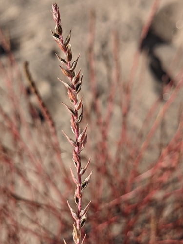Image of Corispermum villosum by (c) Dominic Gentilcore, some rights reserved (CC BY)