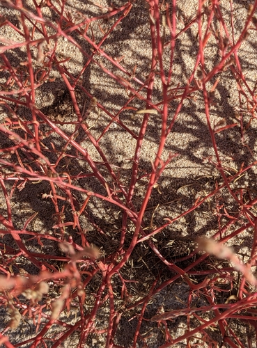 Image of Corispermum villosum by (c) Dominic Gentilcore, some rights reserved (CC BY)
